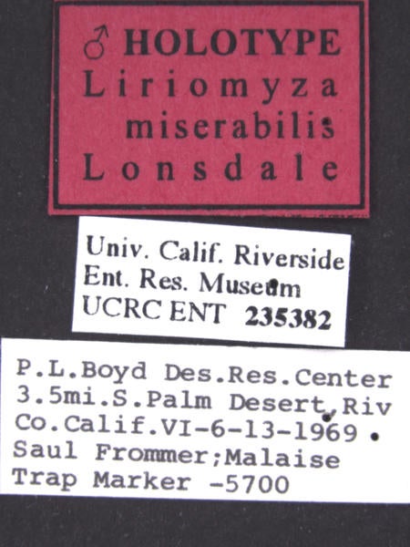 Liriomyza miserabilis Lonsdale label