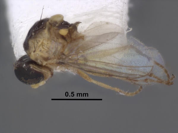 Liriomyza miserabilis Lonsdale lateral