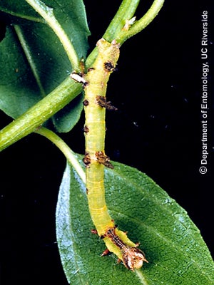caterpillar-4.jpg