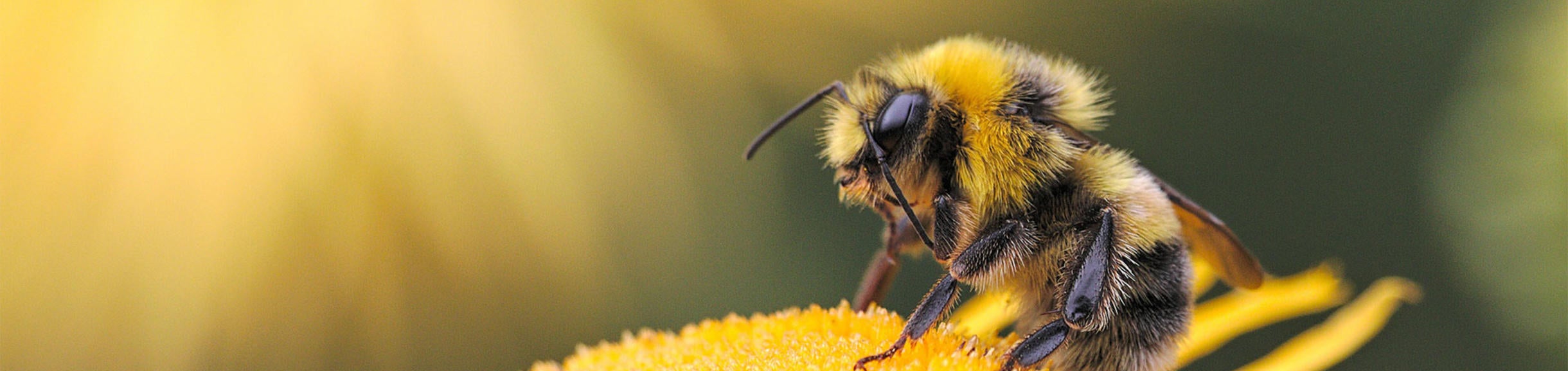 Bee on yellow flower (c) Dmitry Grigoriev