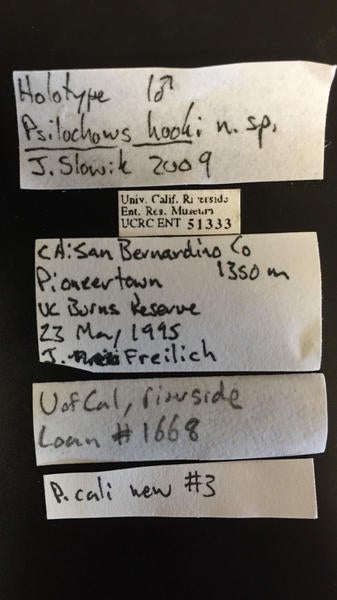 Psilochorus hooki Slowik label