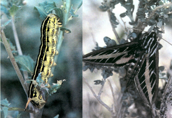 White-Lined Sphinx