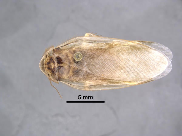 Arenivaga mckittrickae Hopkins dorsal