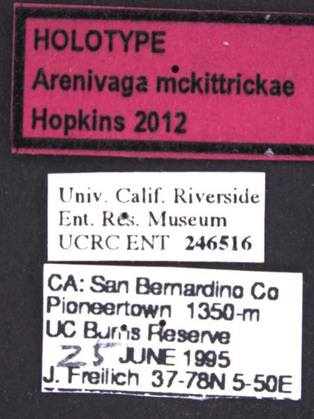 Arenivaga mckittrickae Hopkins label