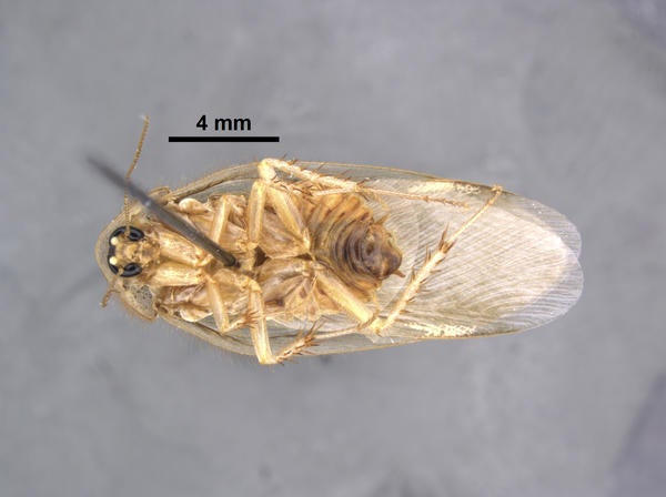 Arenivaga mckittrickae Hopkins ventral
