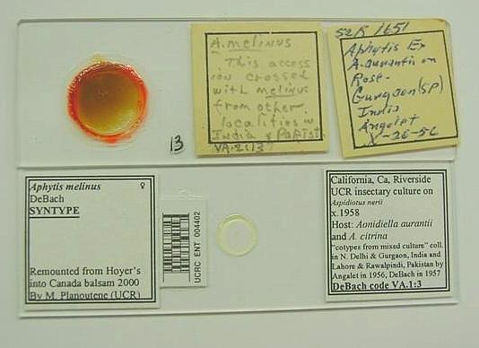 Syntype slides of Aphytis melinus DeBach before and after remounting.