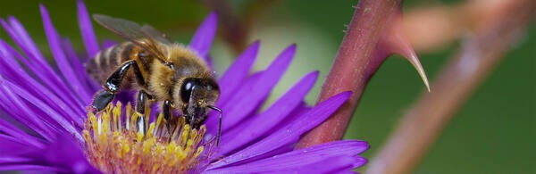 Bee on purple flower (c) Dustin Humes