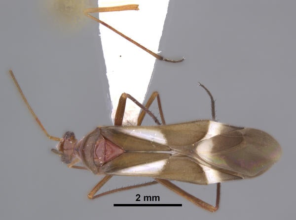 Coquillettia vicina Wyniger dorsal
