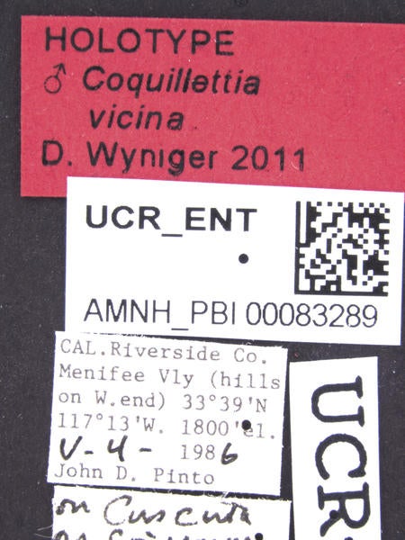 Coquillettia vicina Wyniger label 1