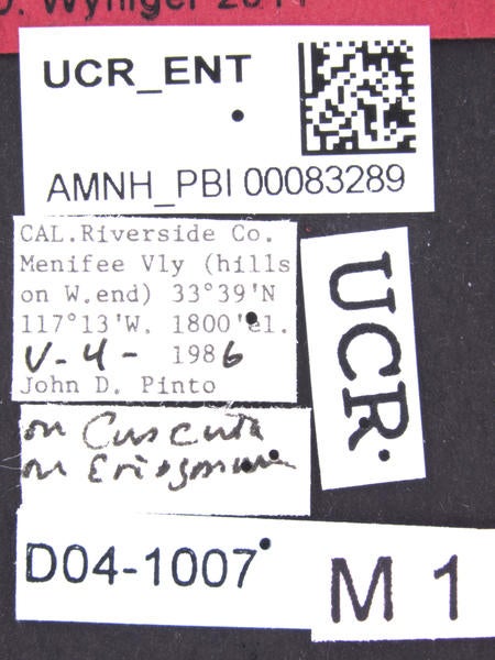 Coquillettia vicina Wyniger label 2
