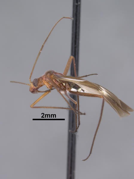 Coquillettia vicina Wyniger lateral