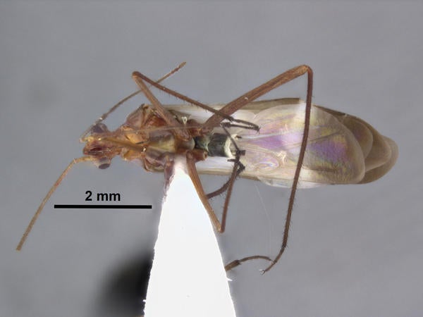 Coquillettia vicina Wyniger ventral