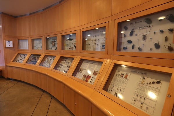 Entomology Museum display cases (c) UCR/Stan Lim