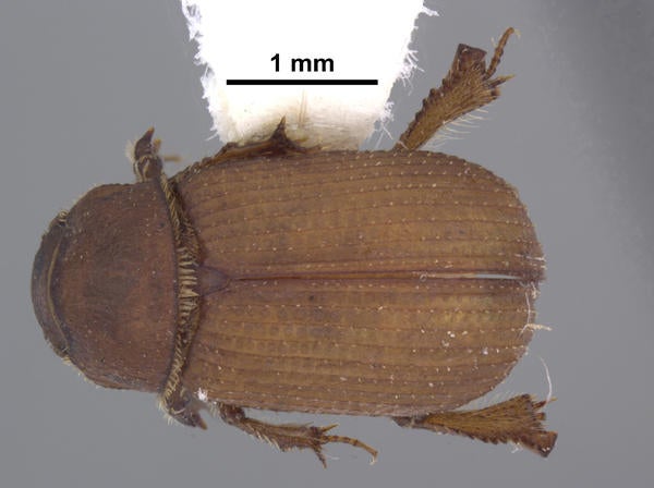 Glaresis yanegai Gordon & Hanley dorsal