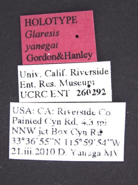 Glaresis yanegai Gordon & Hanley label