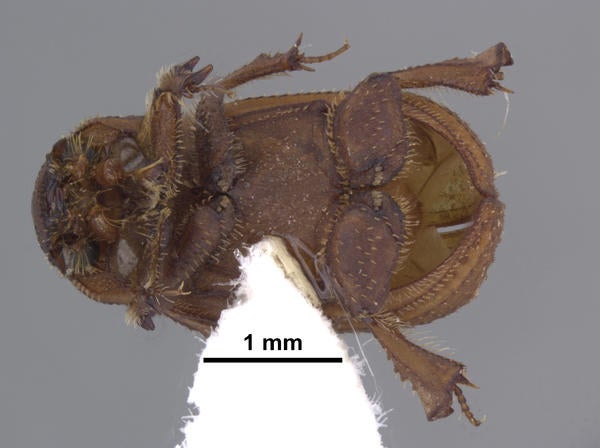 Glaresis yanegai Gordon & Hanley ventral