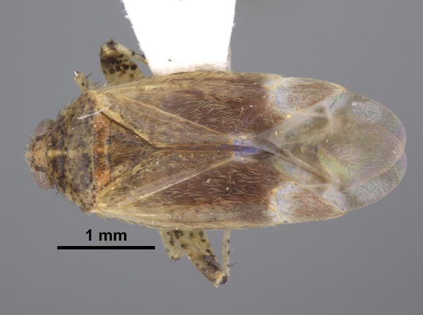 Insulaphylus cruz Weirauch dorsal