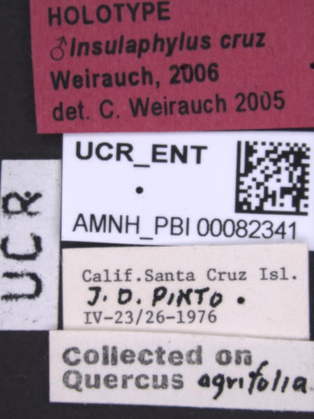 Insulaphylus cruz Weirauch label