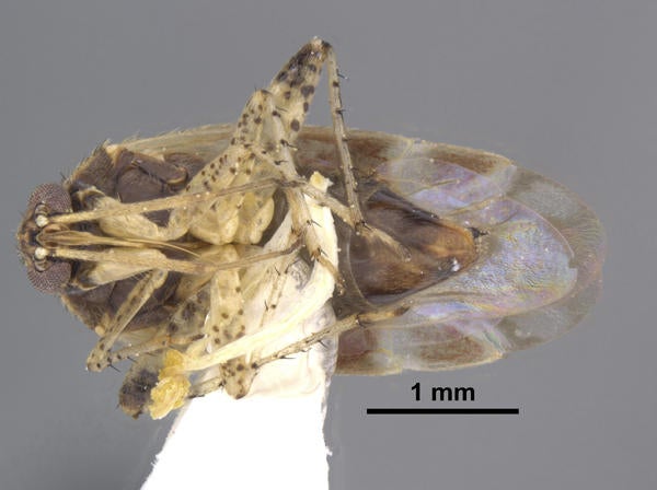 Insulaphylus cruz Weirauch ventral