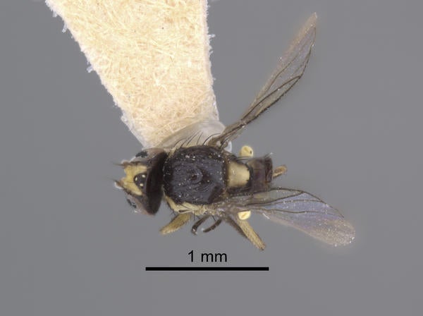 Liriomyza conclavis Lonsdale dorsal