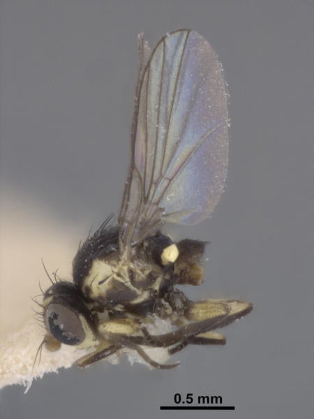 Liriomyza conclavis Lonsdale lateral