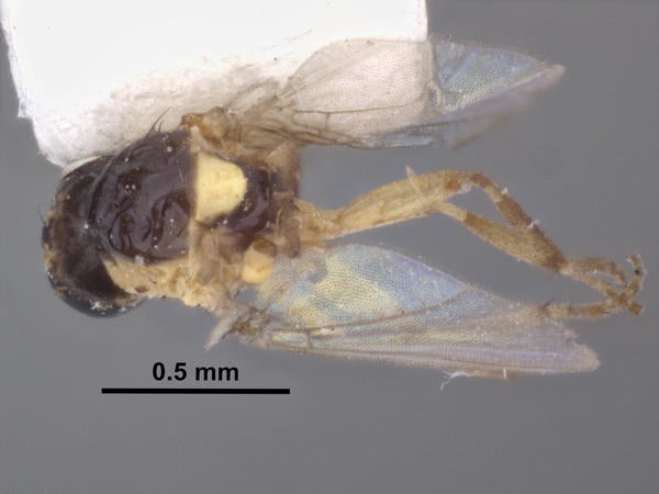 Liriomyza miserabilis Lonsdale dorsal