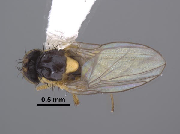 Liriomyza trixivora Lonsdale dorsal
