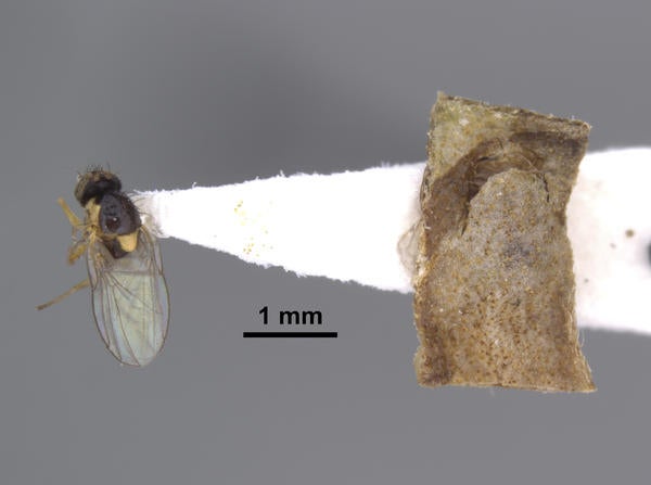 Liriomyza trixivora Lonsdale host
