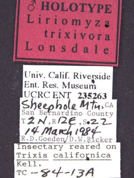 Liriomyza trixivora Lonsdale label