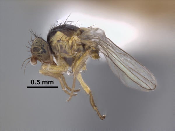 Liriomyza trixivora Lonsdale lateral