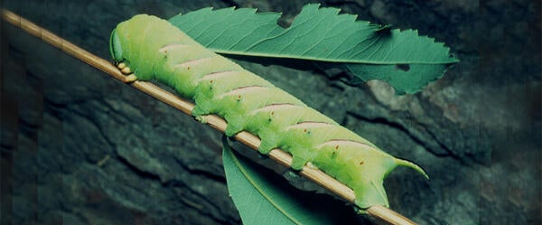 Manduca Sexta catapillar 