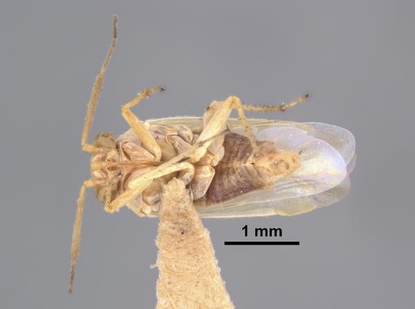 Megalopsallus ellae Schuh & Schwartz ventral