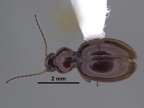 Mycyclothorax timberlakei Liebherr dorsal