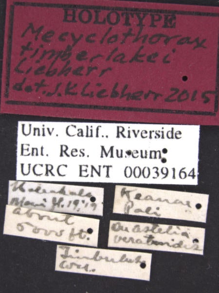 Mycyclothorax timberlakei Liebherr label