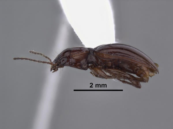 Mycyclothorax timberlakei Liebherr lateral
