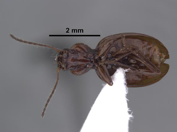Mycyclothorax timberlakei Liebherr ventral