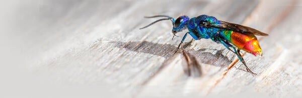 Neon colored insect (c) Erik Karits