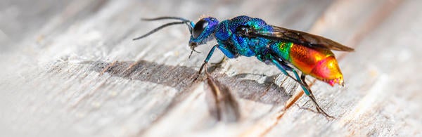 Neon colored insect (c) Erik Karits