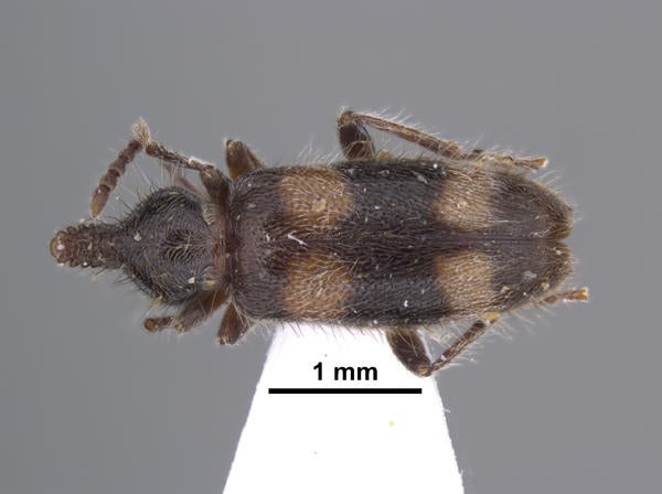 Notoxus garuda Kejval dorsal