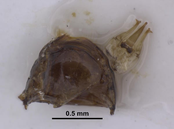 Notoxus garuda Kejval genitalia