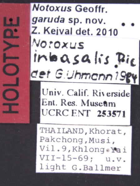 Notoxus garuda Kejval label