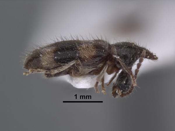 Notoxus garuda Kejval lateral