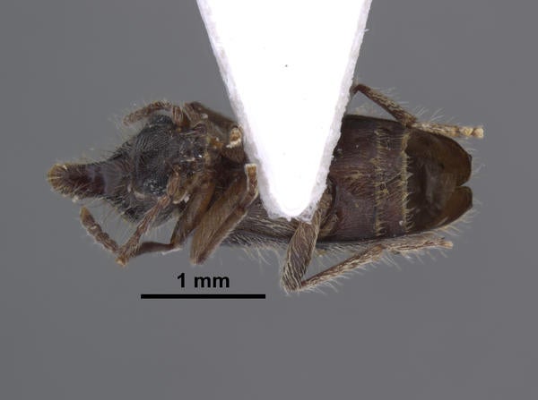 Notoxus garuda Kejval ventral