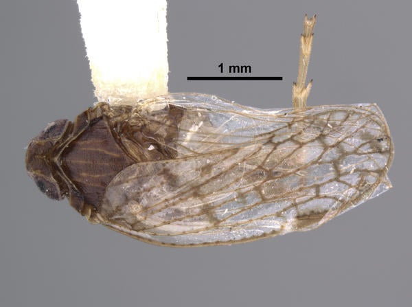 Oliarus canyonensis Mead & Kramer dorsal