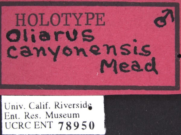 Oliarus canyonensis Mead & Kramer label 1