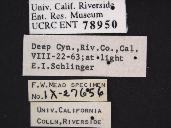 Oliarus canyonensis Mead & Kramer label 2