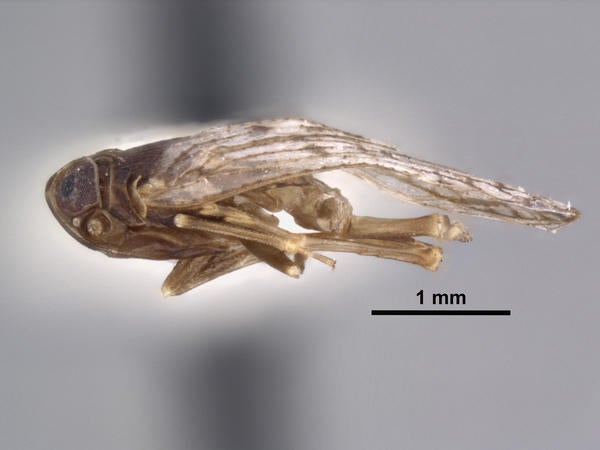 Oliarus canyonensis Mead & Kramer lateral