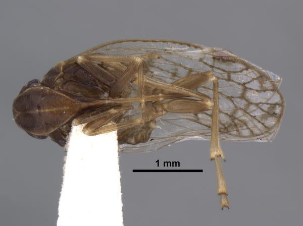 Oliarus canyonensis Mead & Kramer ventral