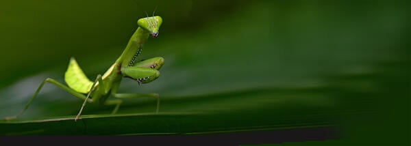 Praying Mantis (c) David Clode