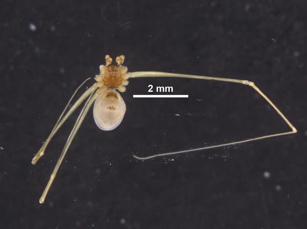 Psilochorus hooki Slowik ventral